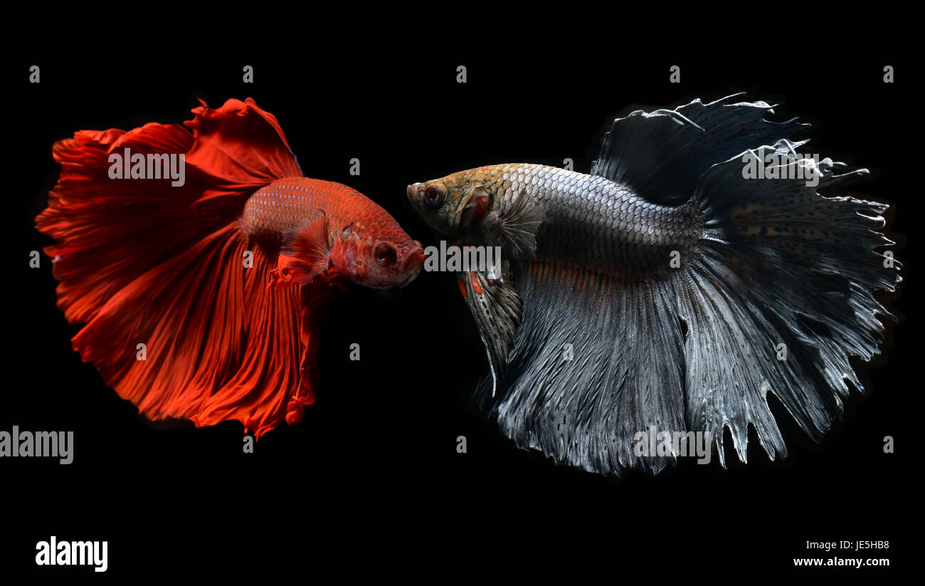 Fancy red and silver gray Betta or Saimese fighting fish swiming and show the motion of dress fin. Stock Photo