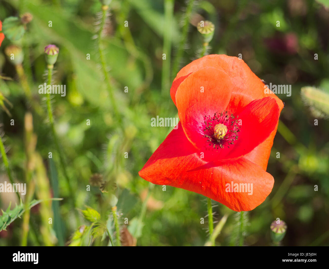 Poppy field france hi-res stock photography and images - Alamy