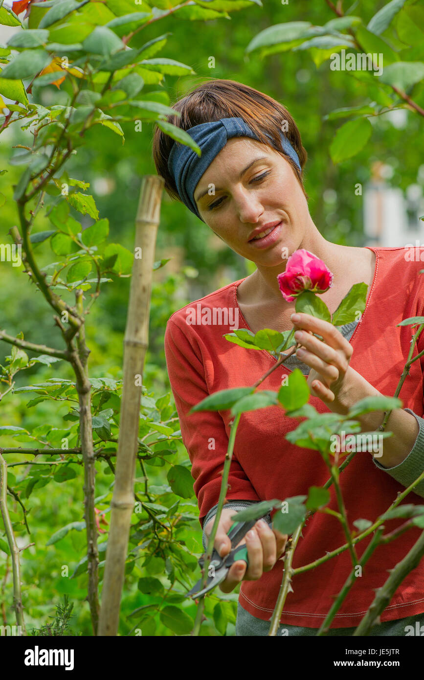 Woman cutting rose from bush in garden Stock Photo