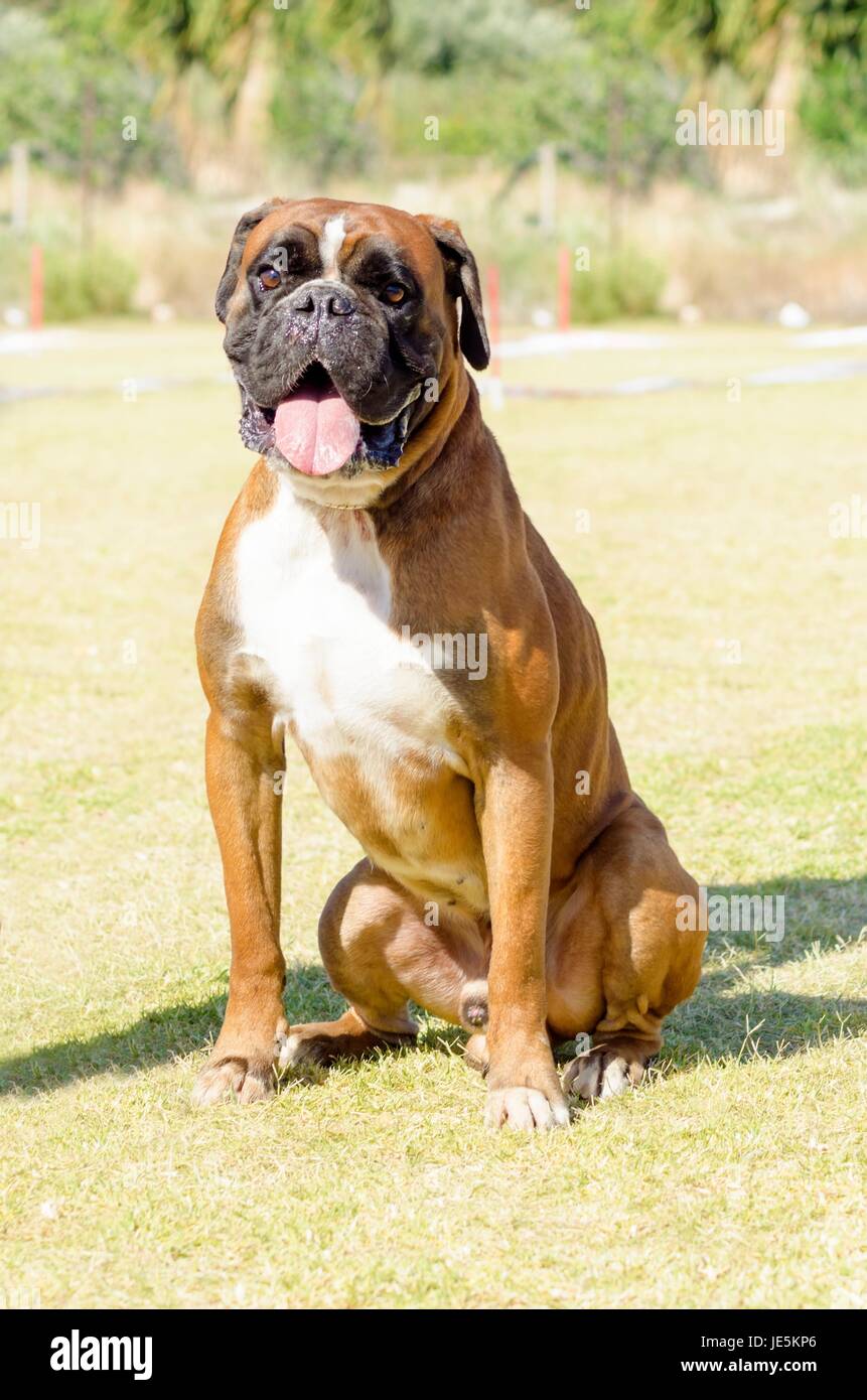 A young, beautiful, fawn red mahogany and white, medium sized Boxer puppy dog with cropped ears sitting on the grass. Boxers have a short and blunt muzzle and they are a highly intelligent and energetic breed. Stock Photo