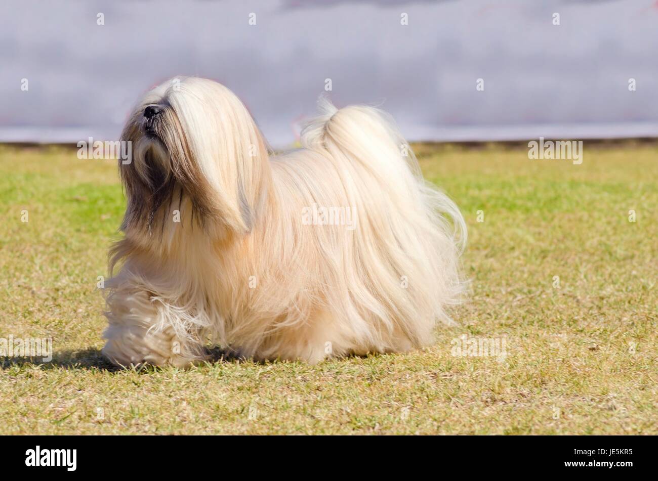 A small young light tan, fawn, beige, gray and white Lhasa Apso dog with a long silky coat running on the grass. The long haired, bearded Lasa dog has heavy straight long coat and is a companion dog. Stock Photo