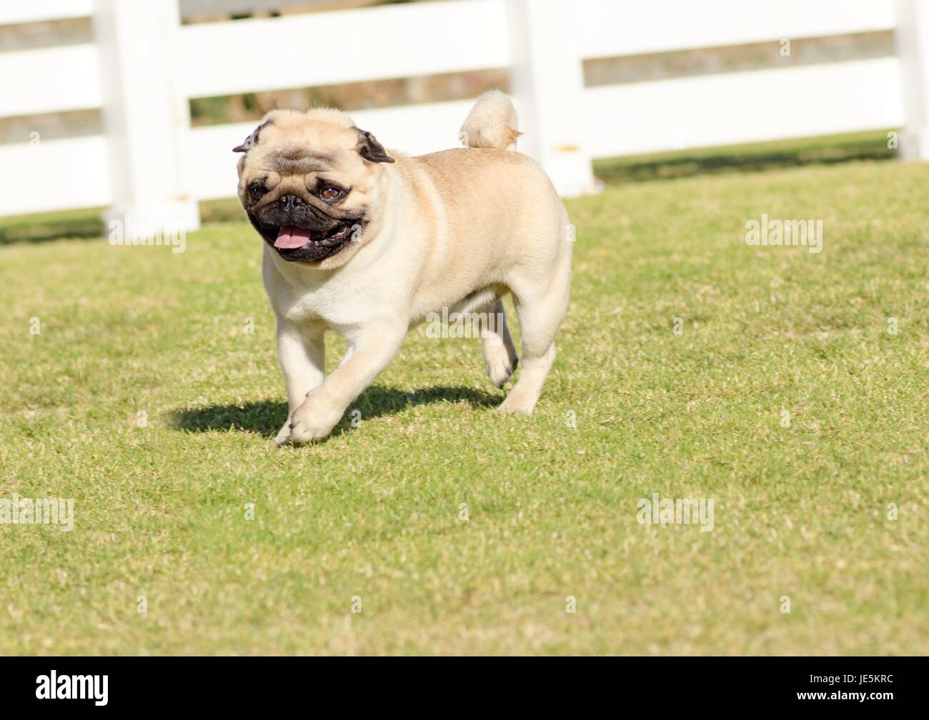 A small, young, beautiful, fawn Pug with a wrinkly short muzzled face running on the lawn looking playful and cheerful. The chinese pug is a happy dog with deep wrinkles, round head and curled tail over the back. Stock Photo