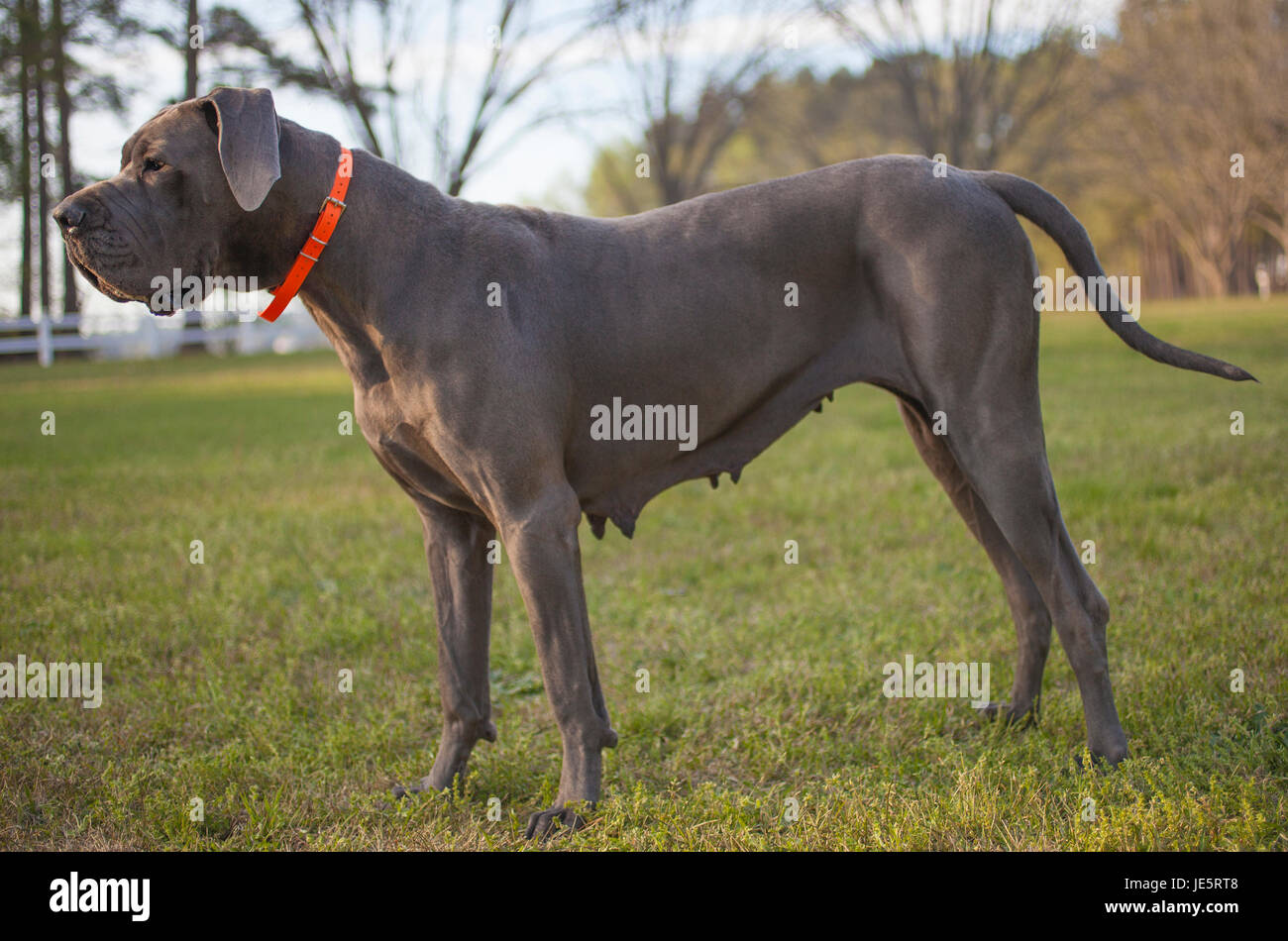 Purebred gray Great Dane female standing in a stacking pose Stock Photo