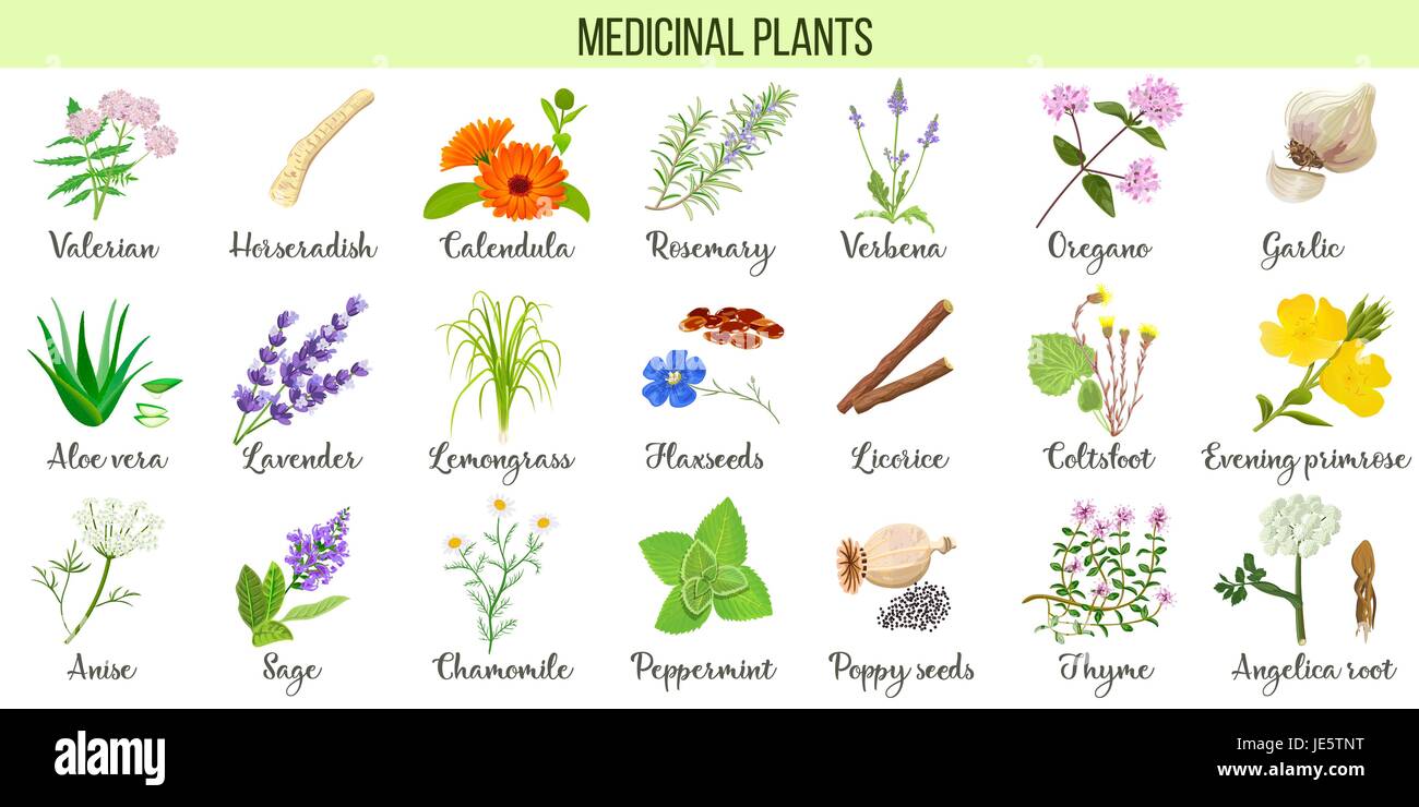Big vector set of medicinal plants. Valerian, Aloe vera, lavender, peppermint, angelica root, Chamomile, verbena, anise Stock Vector