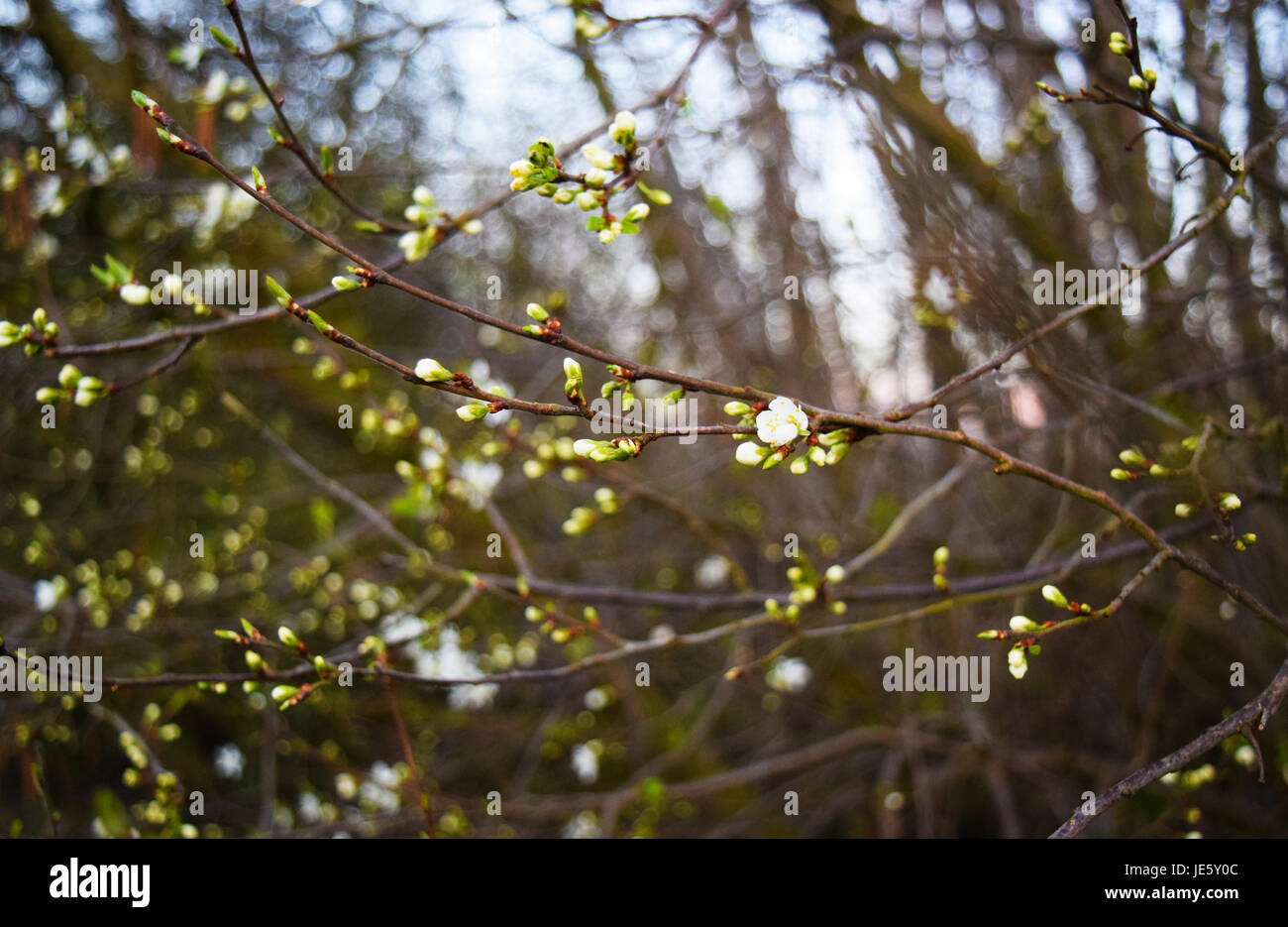 Late spring bloom Stock Photo Alamy