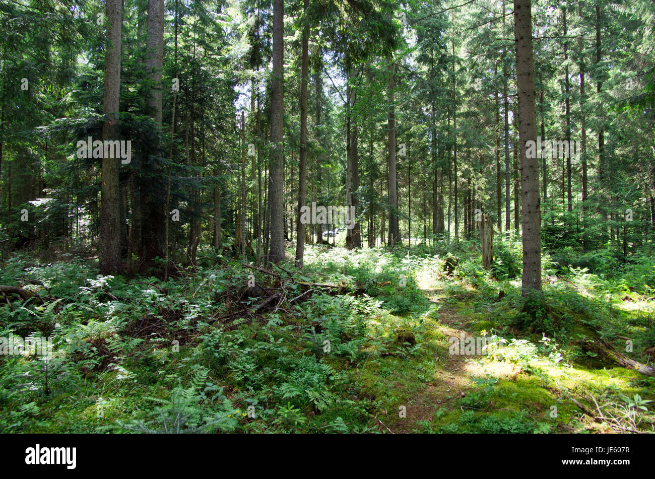 green forest background in a sunny day Stock Photo - Alamy