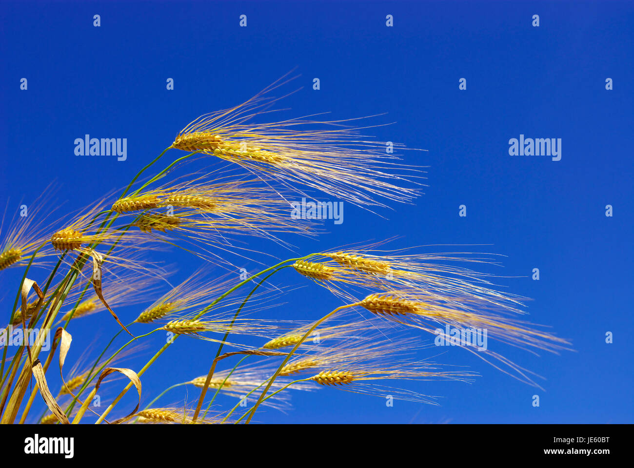 wheat ears against the blue sky Stock Photo - Alamy