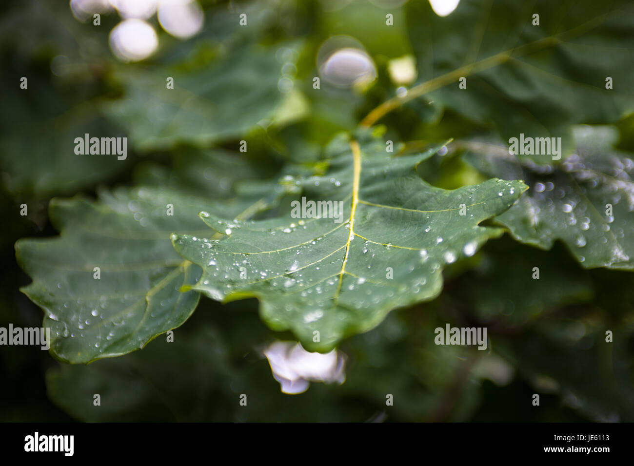 Green wet leaves of the oak tree after the rain Stock Photo Alamy
