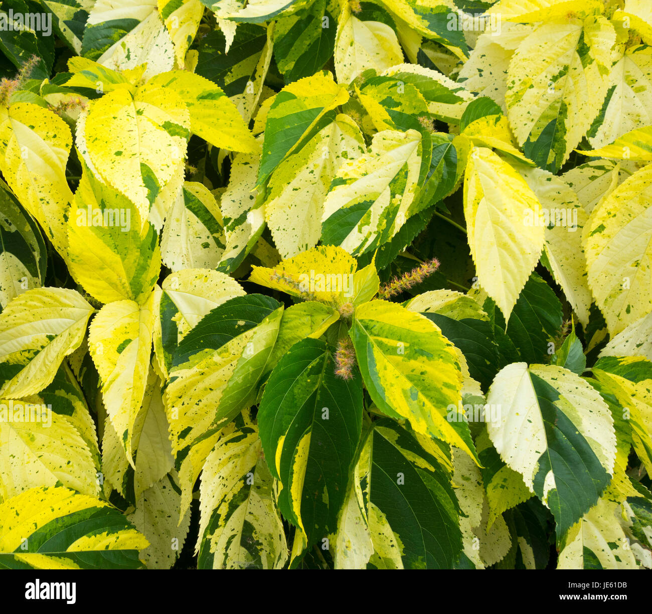 Variegated hedging. Stock Photo