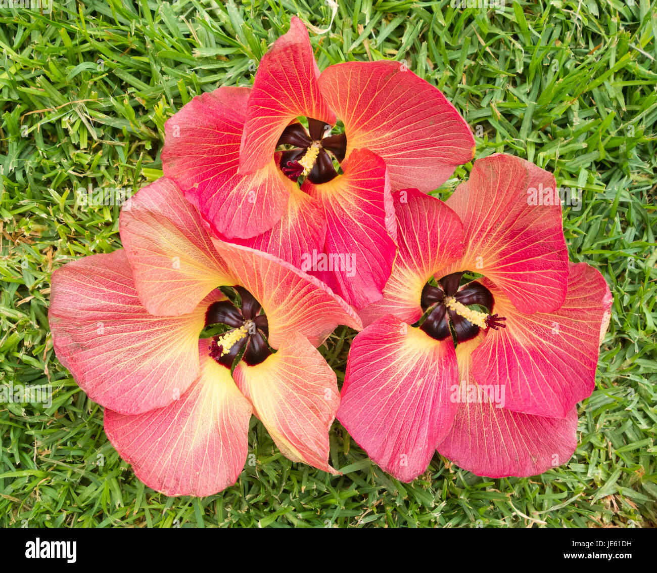 Hibiscus tiliaceus tree flowers. Stock Photo
