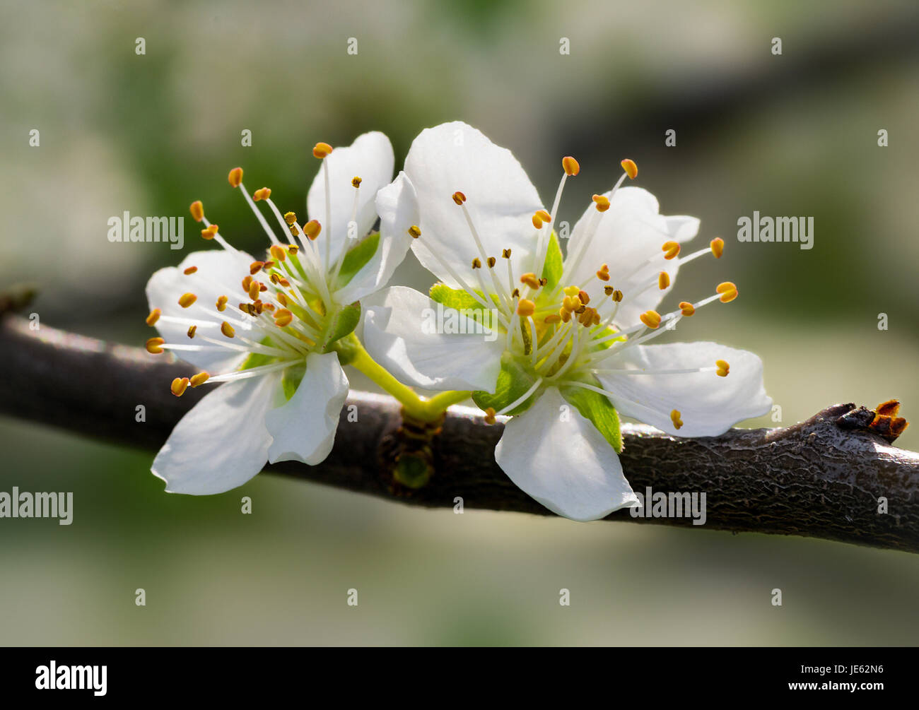 Plum blossoms Stock Photo