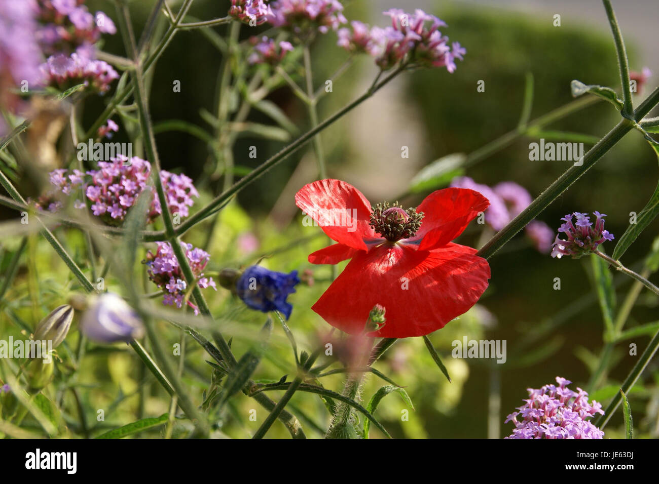 2013.07.13.083312 Papaver rhoeas Heidelberg Germany Stock Photo