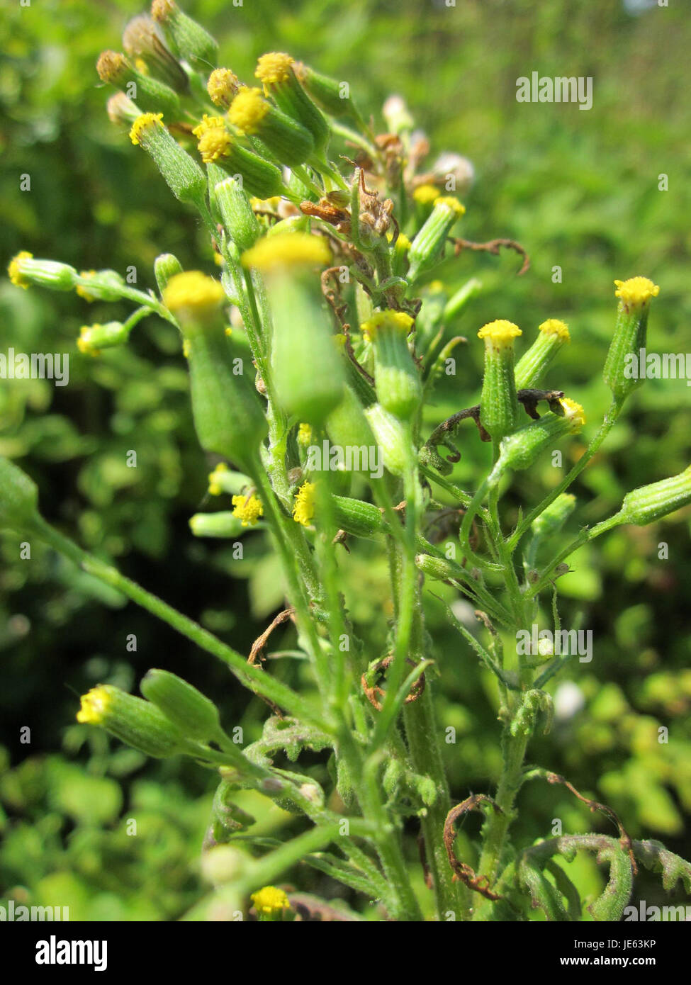 Senecio Sylvaticus Also Known As Woodland Ragwort Photographed On senecio-sylvaticus-also-known-as-woodland-ragwort-photographed-on