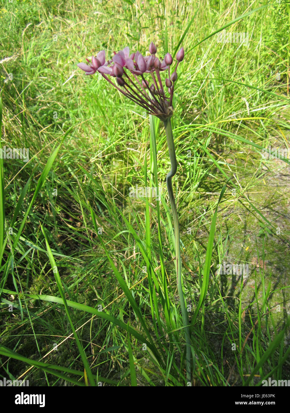 Rare flora documentation hi-res stock photography and images - Alamy