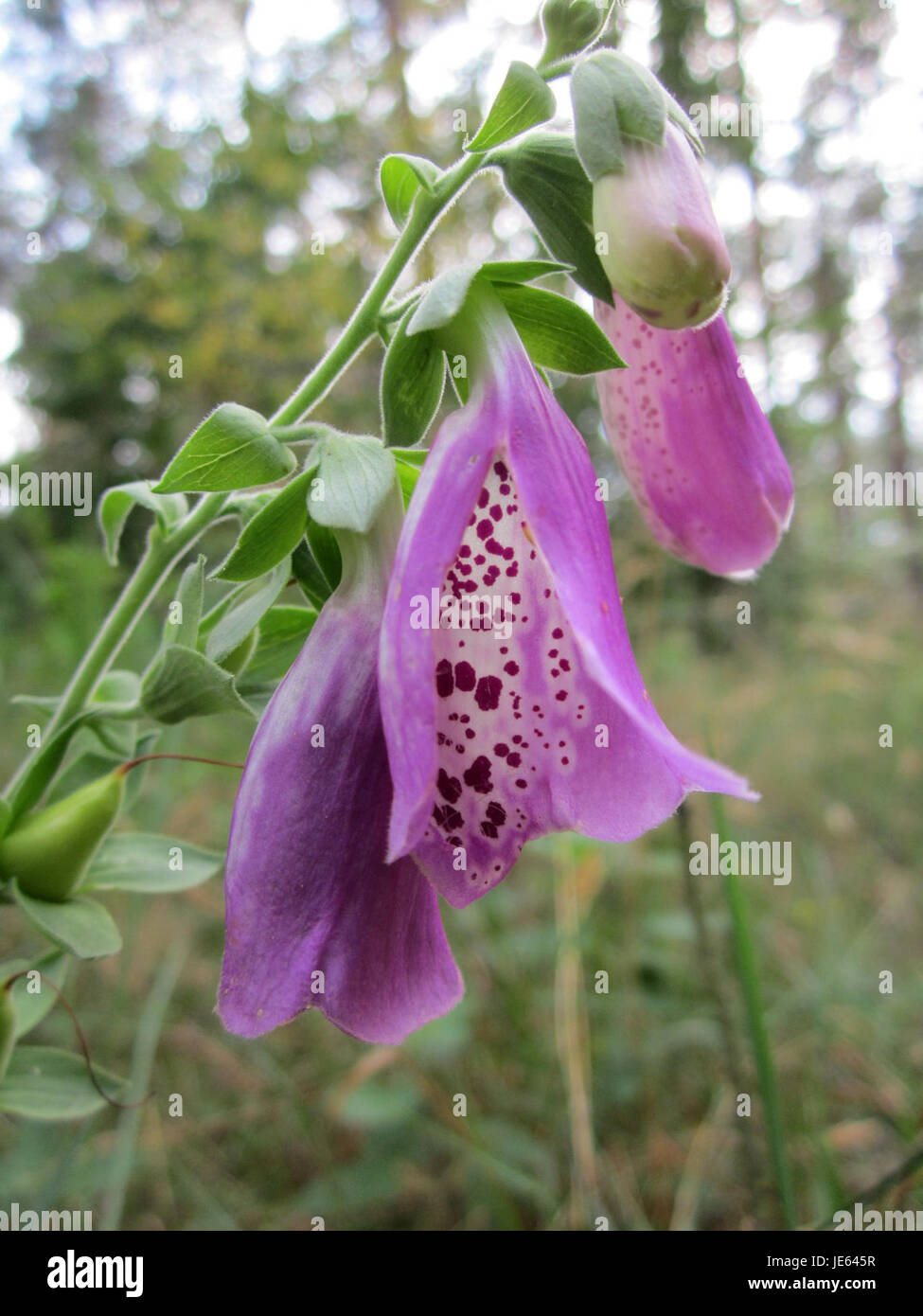 This image features a fingerhut (Digitalis purpurea), also known as ...
