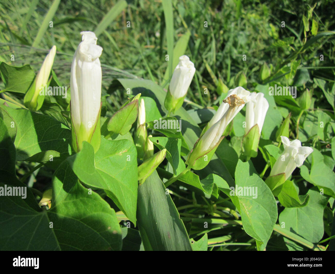 Bindweed climbing vine hi-res stock photography and images - Alamy