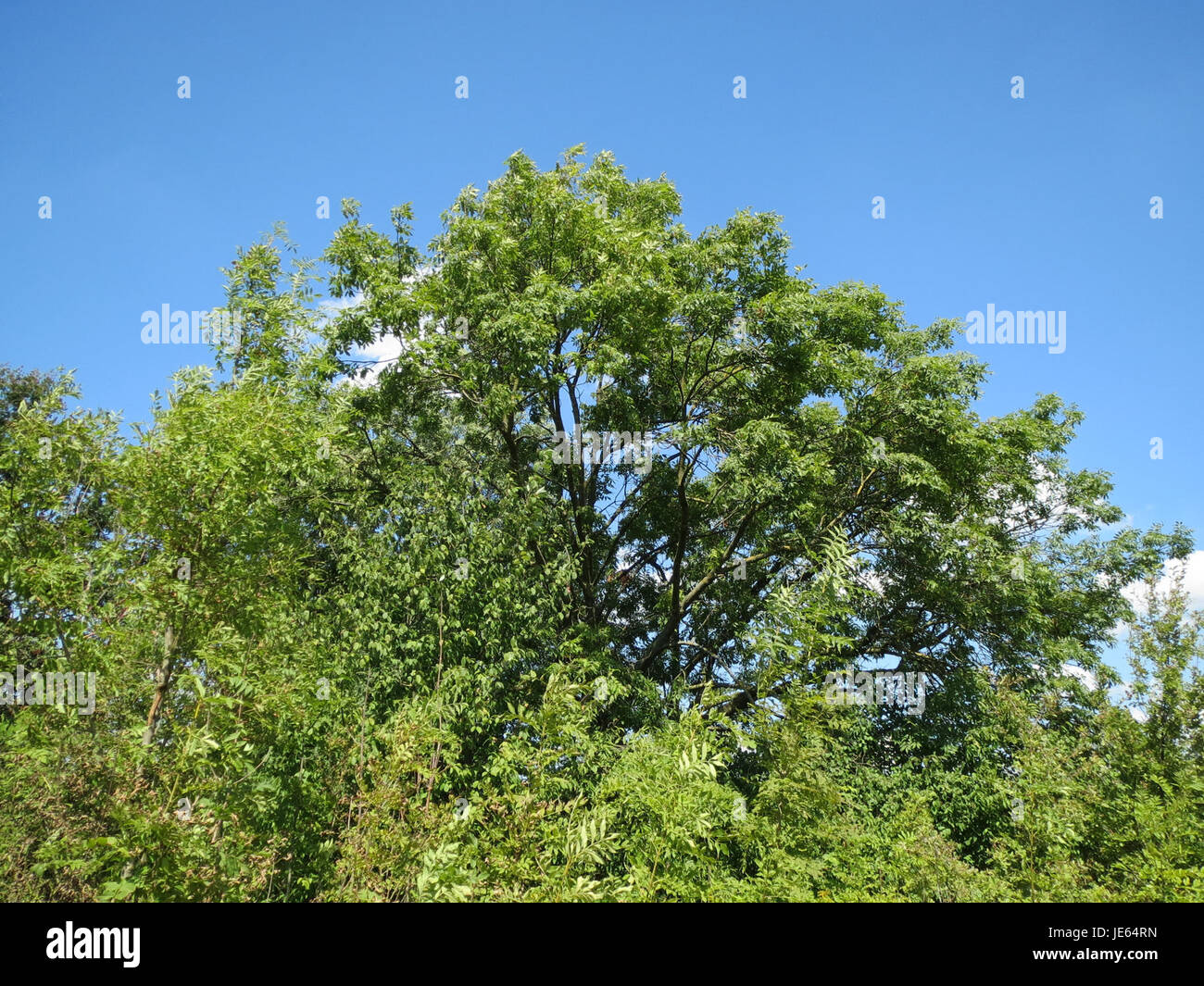 The image shows an Ash tree (*Fraxinus excelsior*) in Altlussheim ...