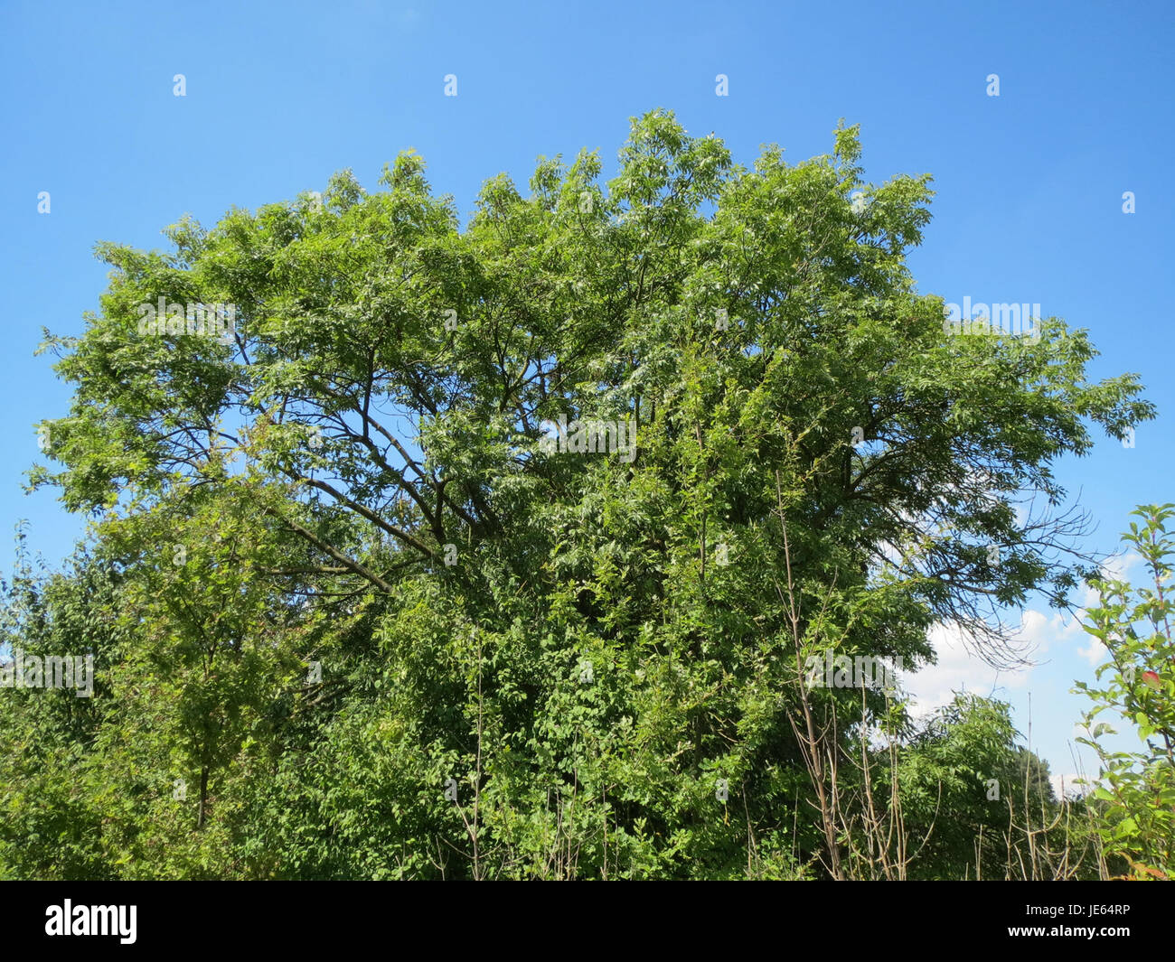 Tall ash tree hi-res stock photography and images - Alamy