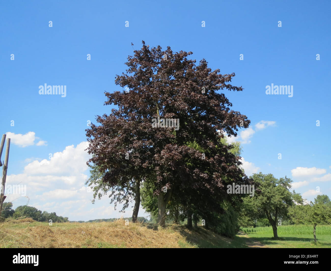 A photograph taken on August 17, 2013, showing the Ahorn (Maple tree ...
