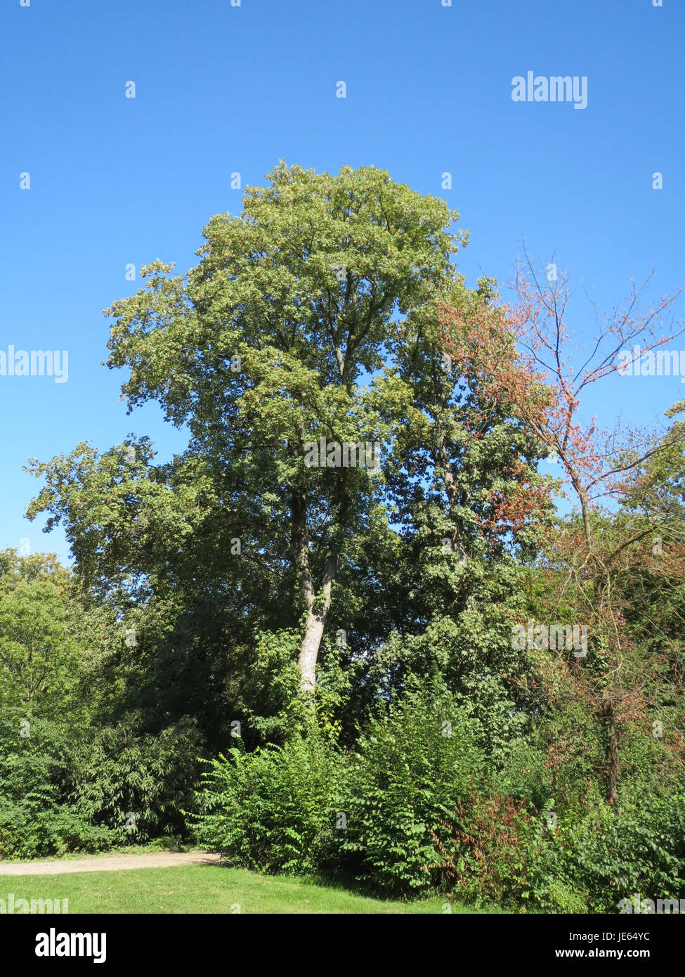 This image refers to a view of the Bergahorn tree in Speyer, Germany ...