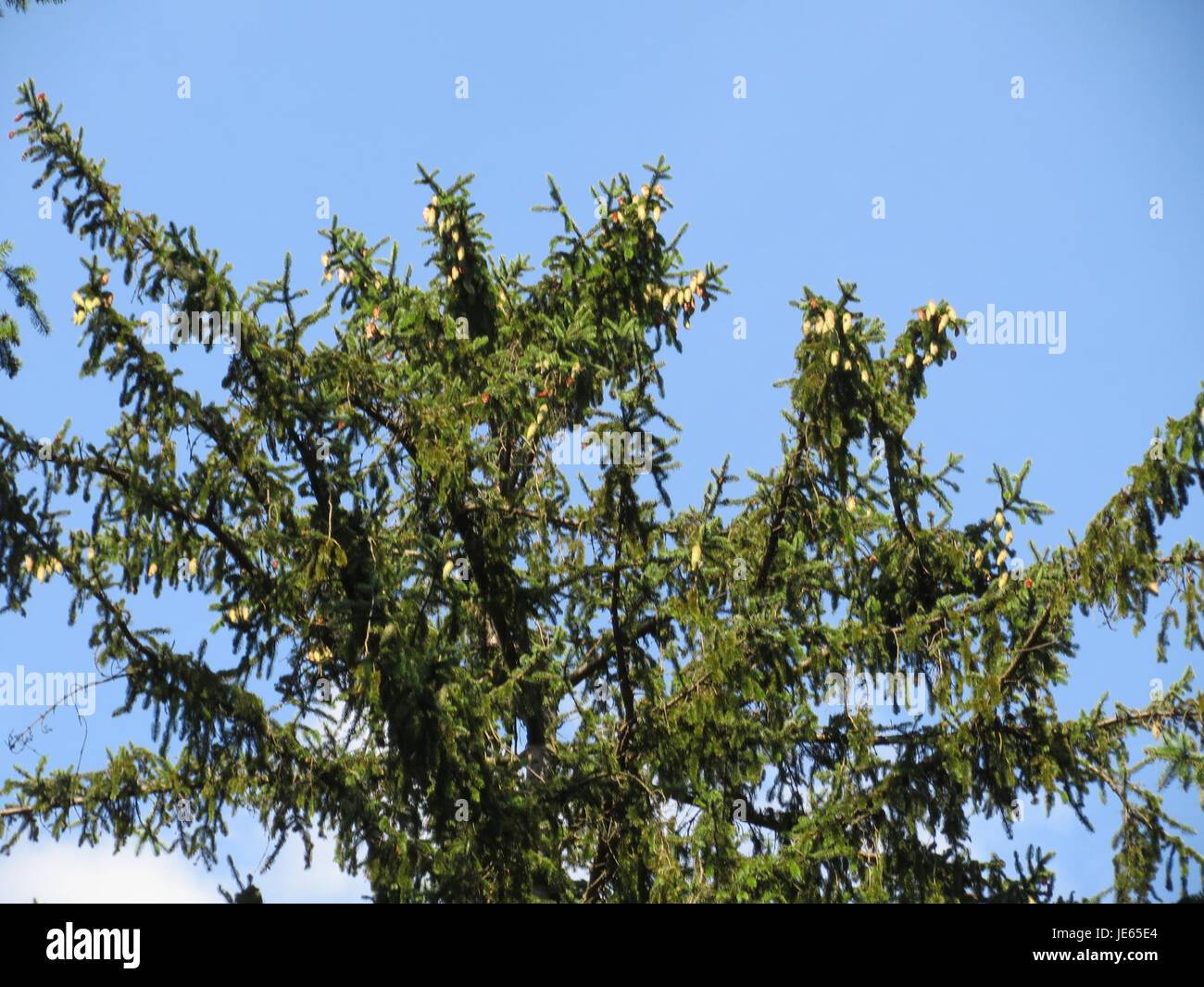 20130821 Picea abies Stock Photo