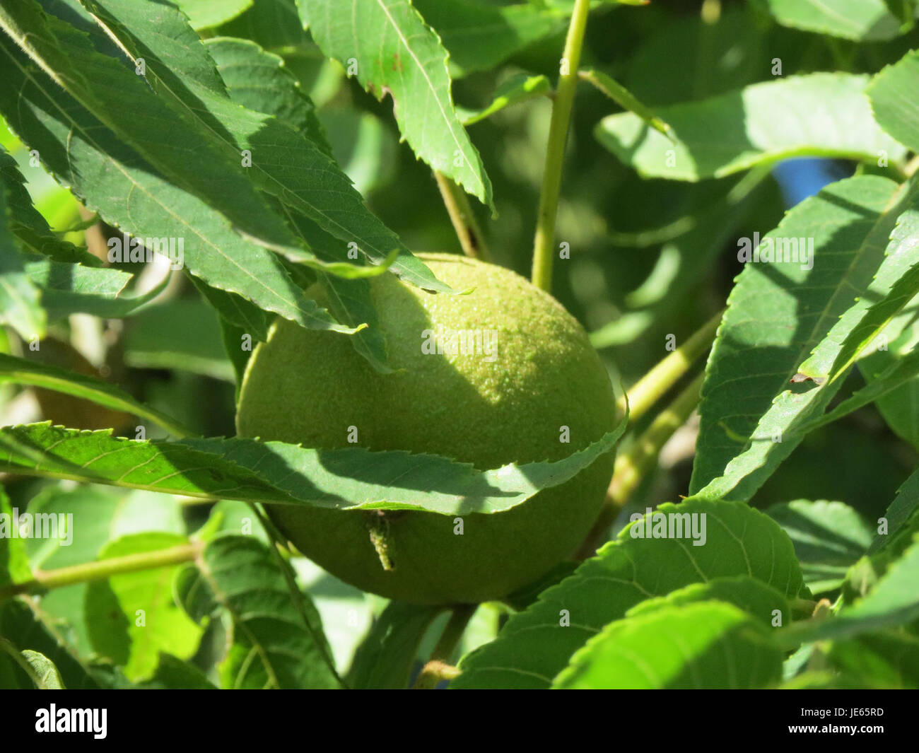 Juglans nigra black walnut hi-res stock photography and images - Alamy