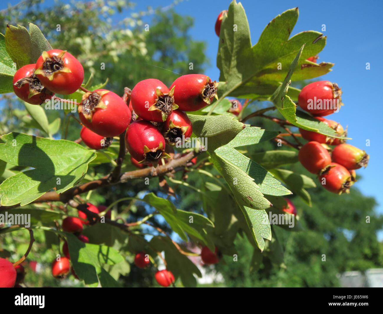 Flower Common Hawthorn Crataegus Hi res Stock Photography And Images 