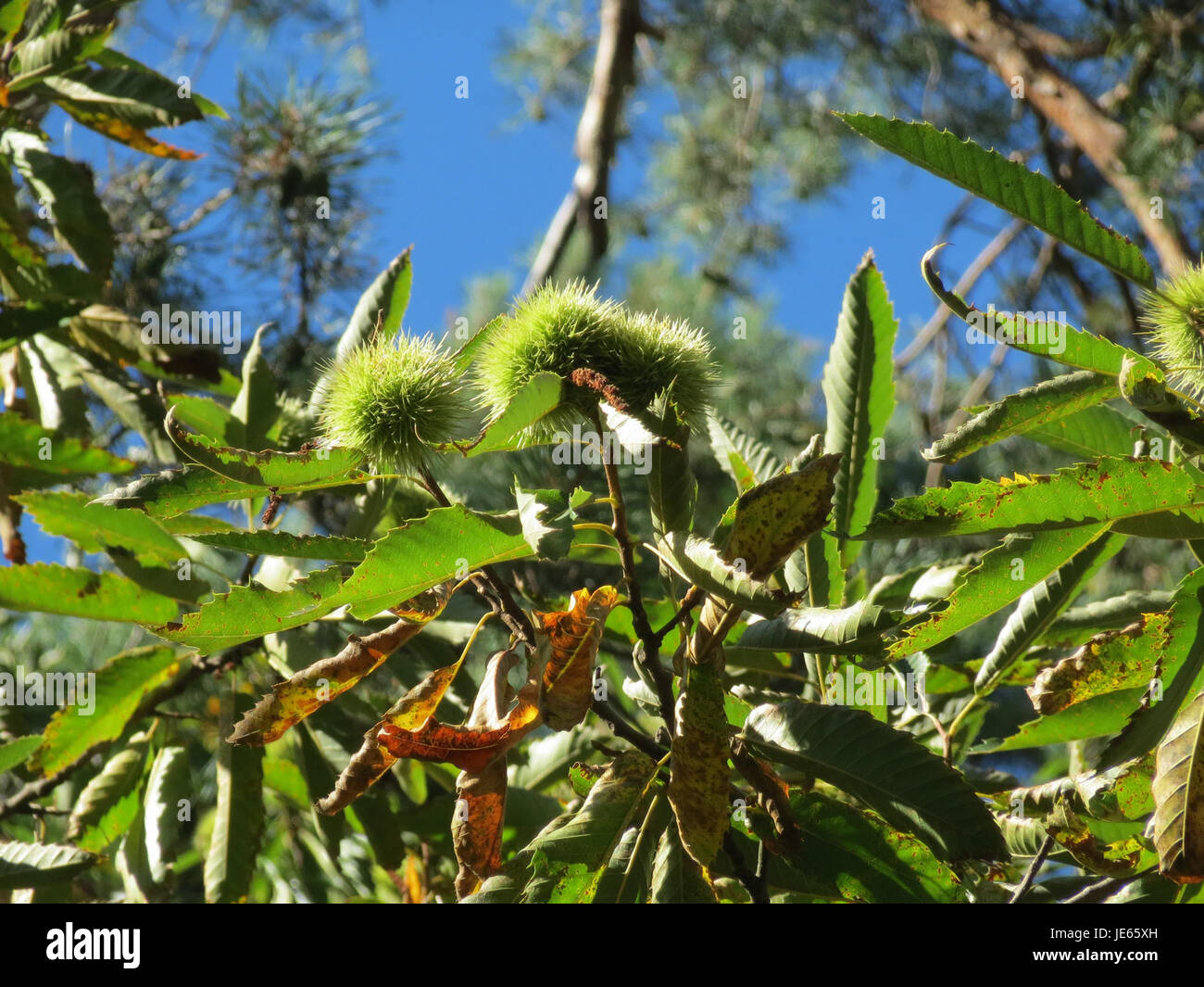 Native to european forests hi-res stock photography and images - Alamy