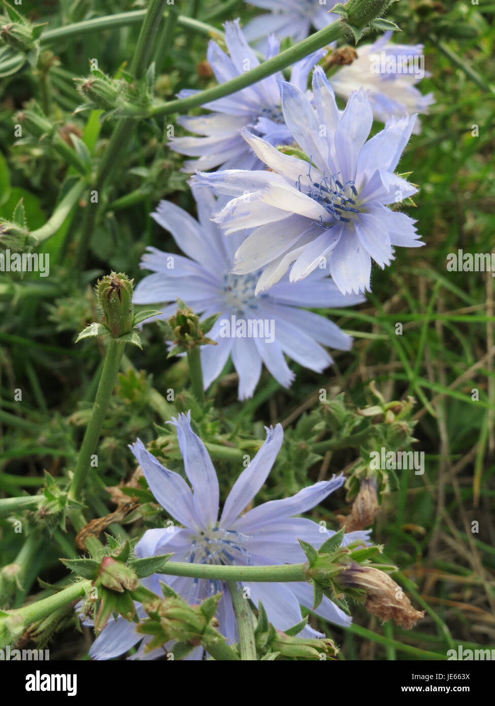 Cichorium intybus root hi-res stock photography and images