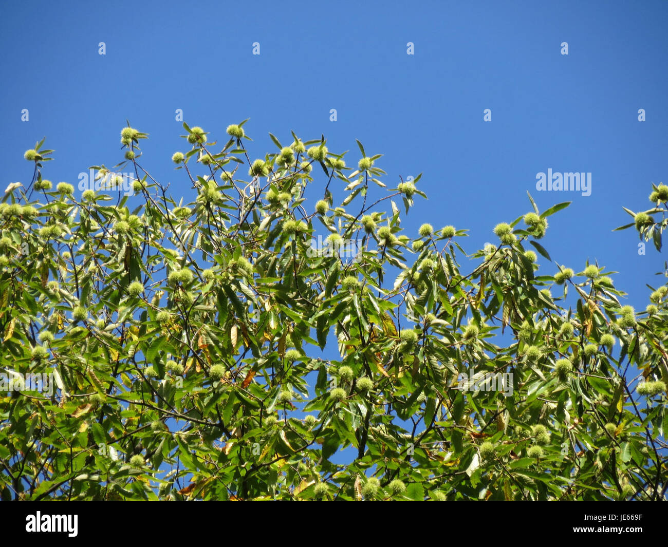 A photograph from September 9, 2013, of Castanea sativa, commonly known ...
