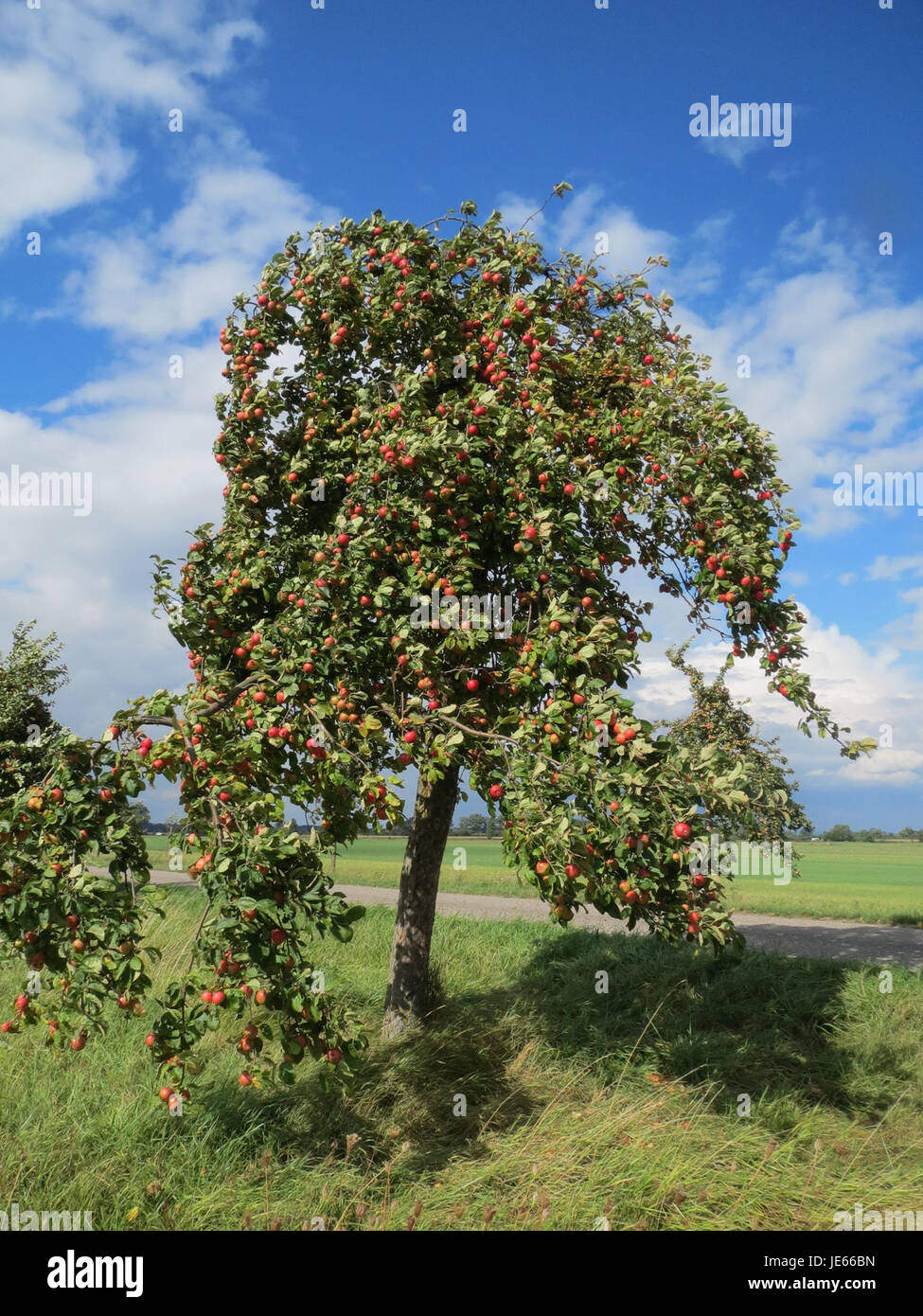 Apple fruit identification hi-res stock photography and images - Alamy