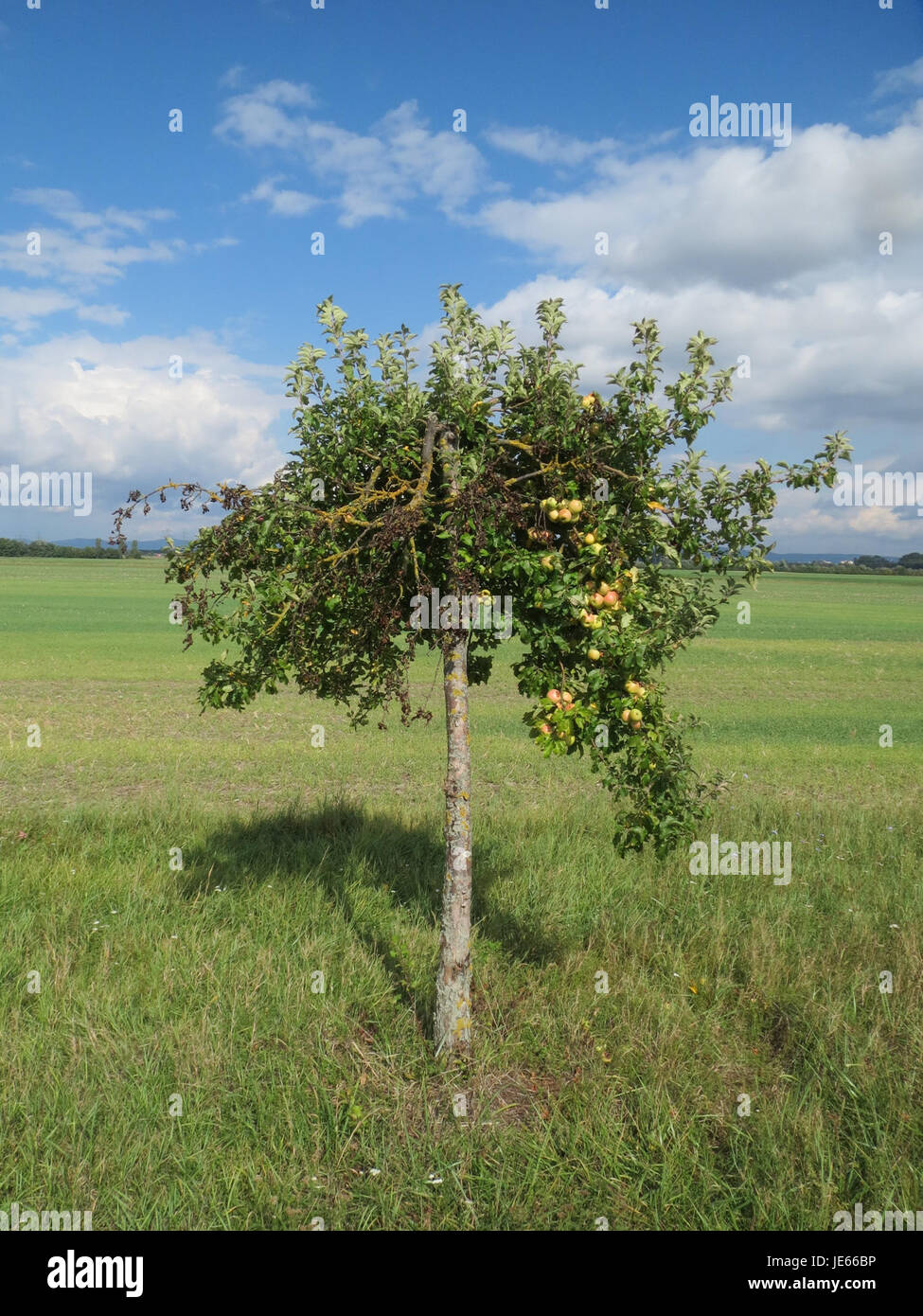 Apples characteristics hi-res stock photography and images - Alamy