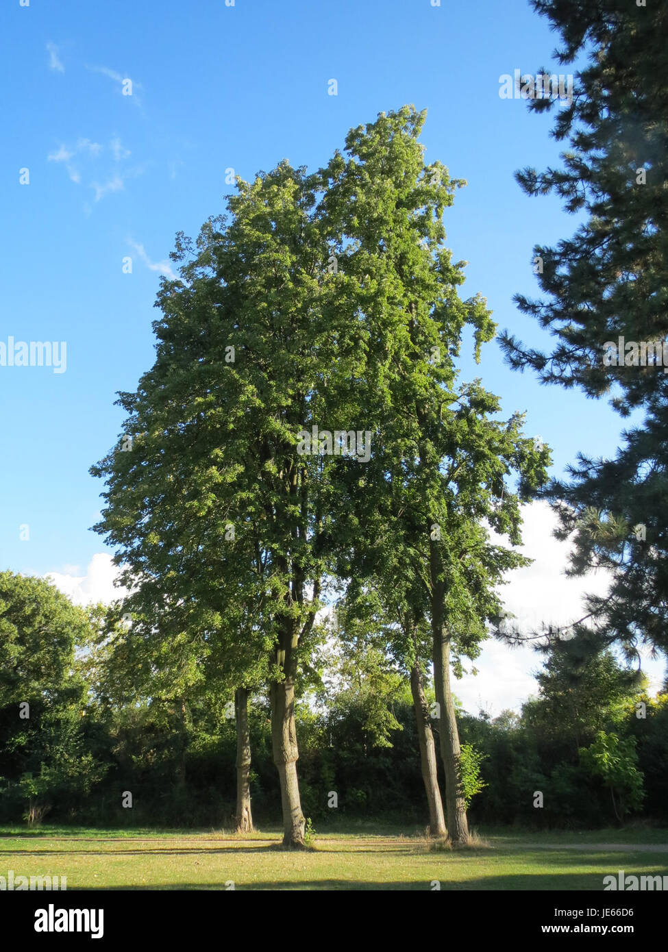 Linden tilia cordata leaves hi-res stock photography and images - Alamy