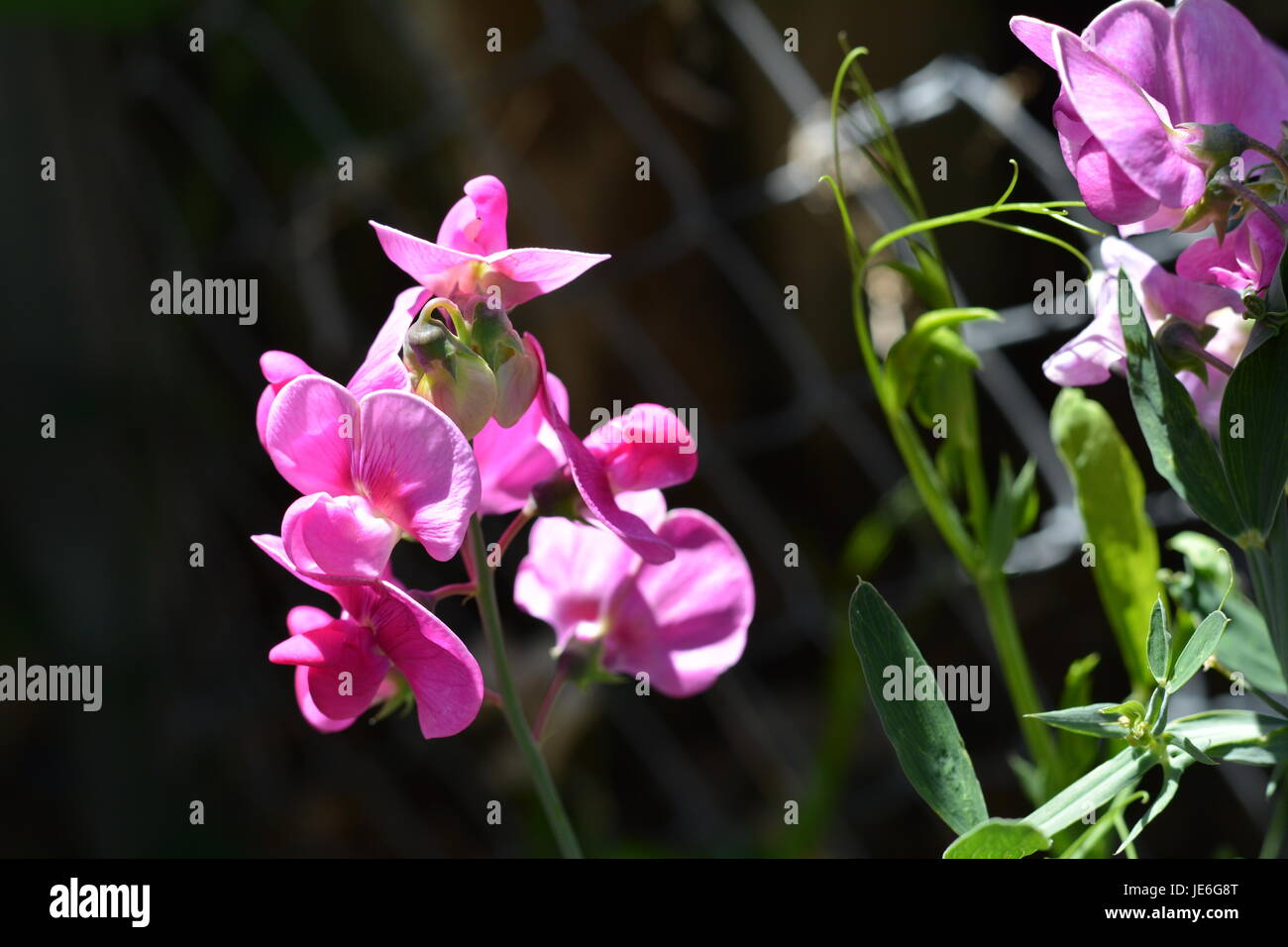 Light dark purple flowers hi-res stock photography and images - Alamy
