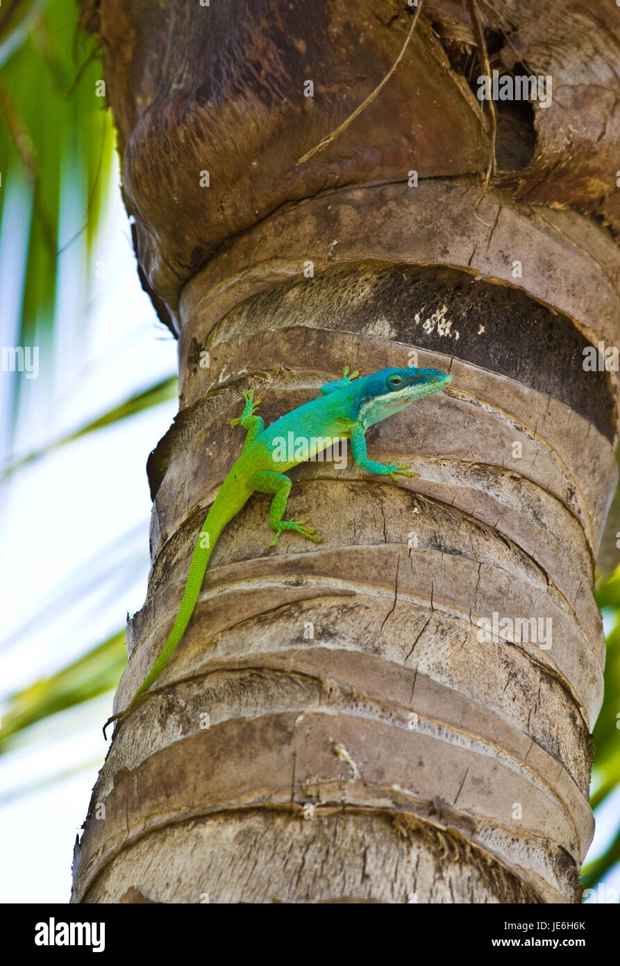 Lizard climbing a tree Stock Photo