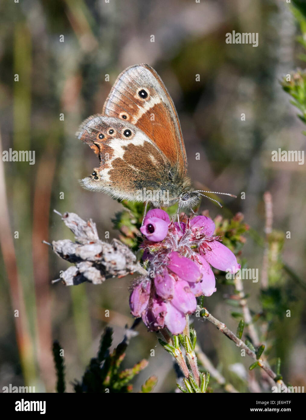 Large Heath at rest on Cross-leaved Heath flowers. The damage to its hindwings is due to a bird attack - the eye markings deflect the attention of Mea Stock Photo