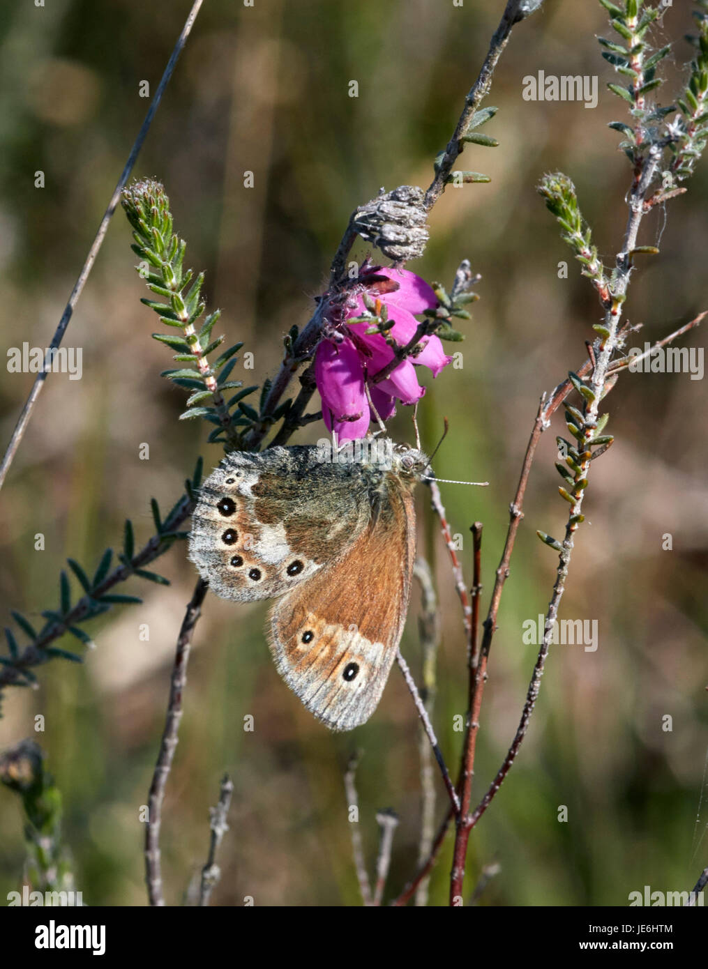Large Heath butterfly perched on Cross-leaved Heath flowers.   Whixall Moss, Shropshire, England. Stock Photo