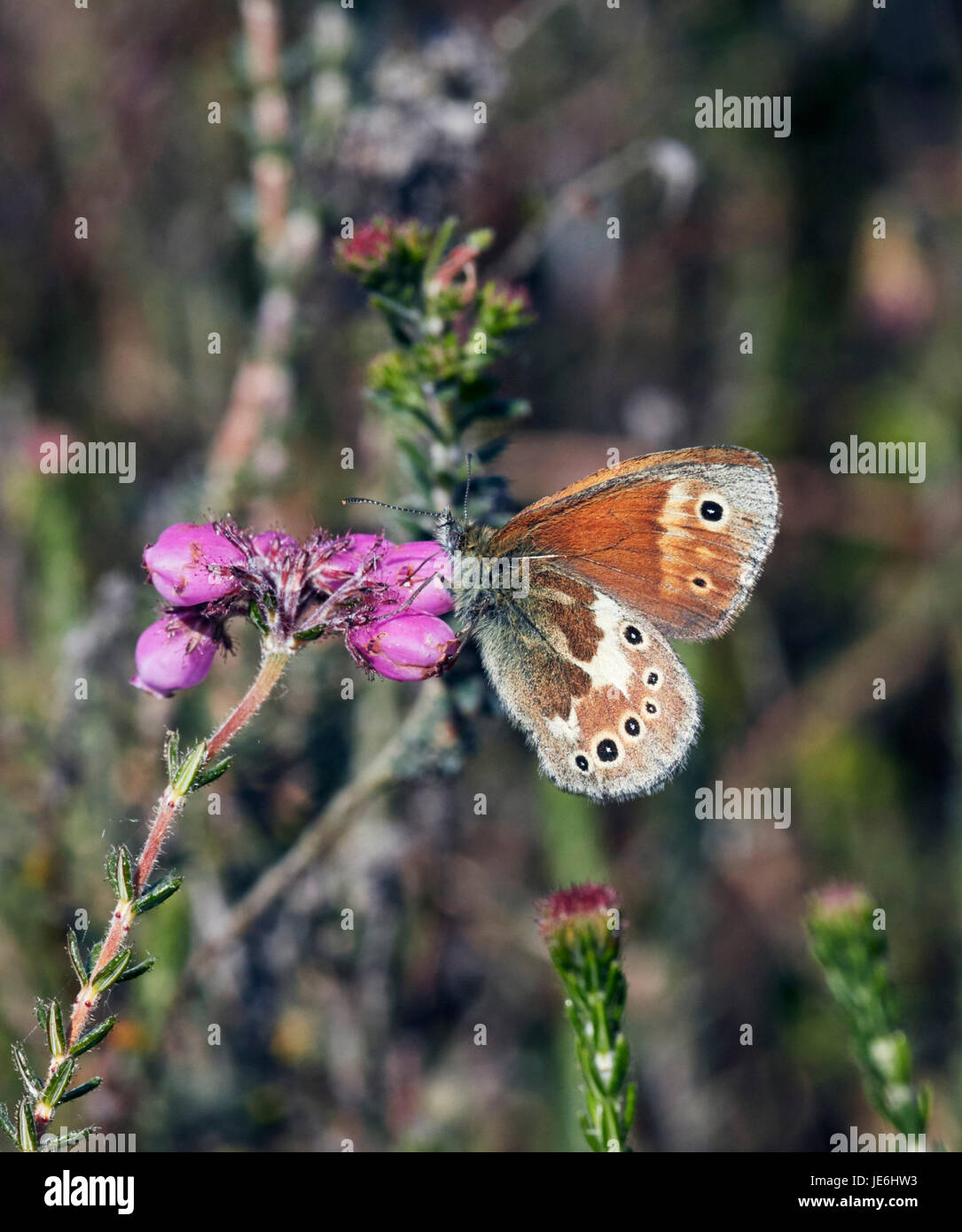 Large Heath butterfly perched on Cross-leaved Heath flowers.   Whixall Moss, Shropshire, England. Stock Photo