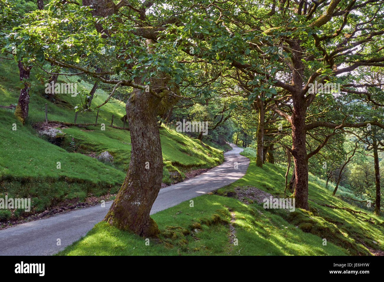 Road through forest in the Irfon Valley, north of Abergwesyn. Powys, Wales. Stock Photo