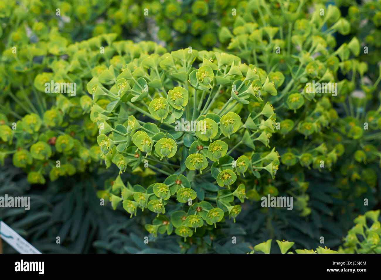 Euphorbia characias Stock Photo