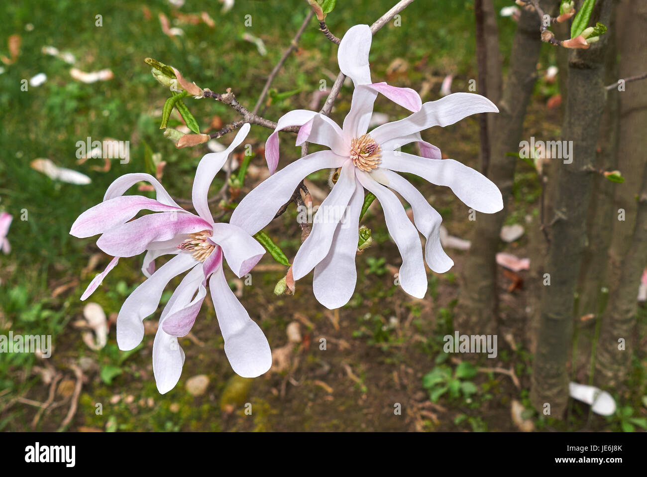 Magnolia lilac hi-res stock photography and images - Alamy