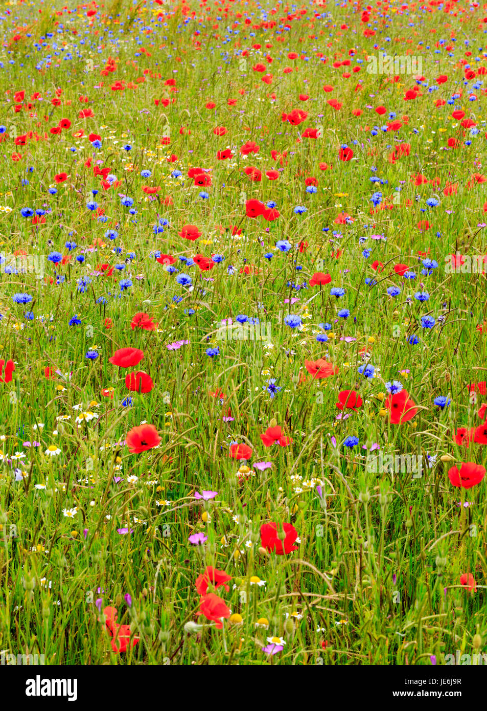 A Wildflower Meadow in the Cotswolds, England Stock Photo