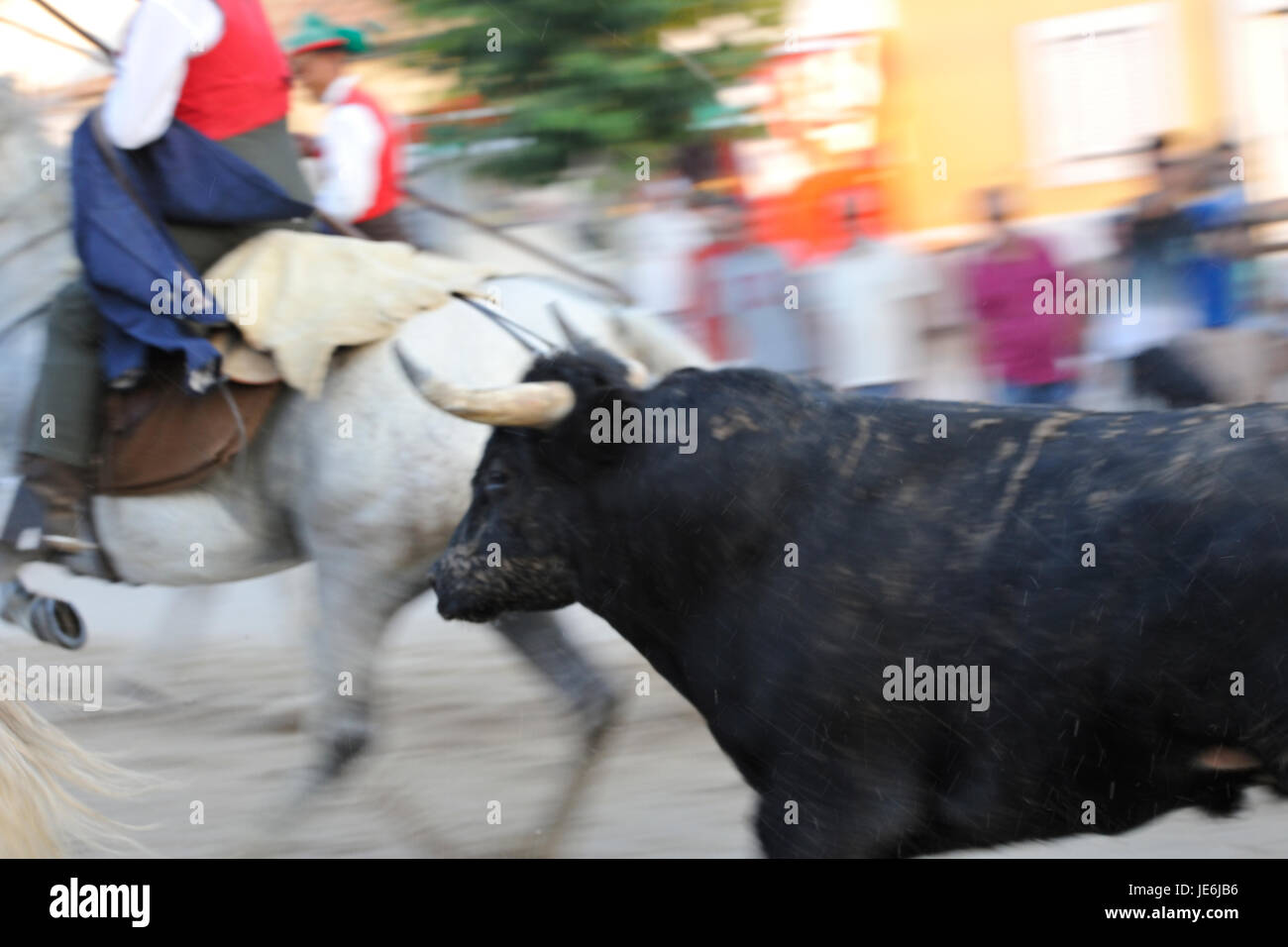 Traditional running of wild bulls by the 'campinos', during the Barrete Verde (Green Cap) festivities. Alcochete, Portugal Stock Photo