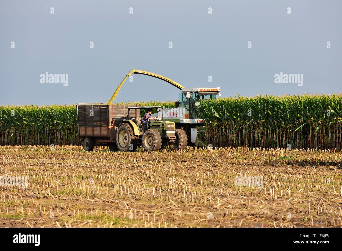 Harvest of a corn field. Murtosa, Portugal Stock Photo