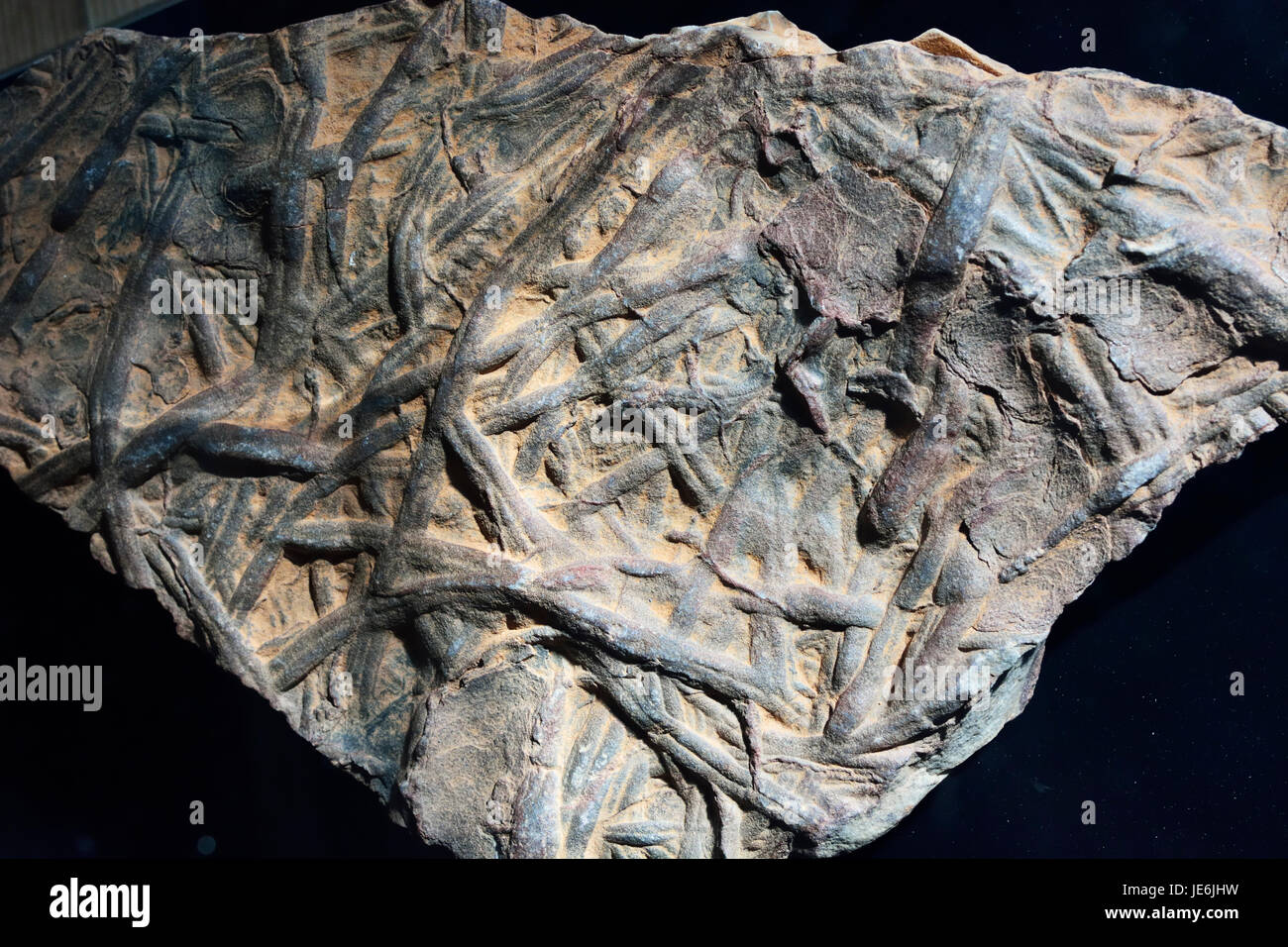 Trace fossils, also called ichnofossils, are geological records of biological activity. Geological Park of Penha Garcia, Portugal Stock Photo