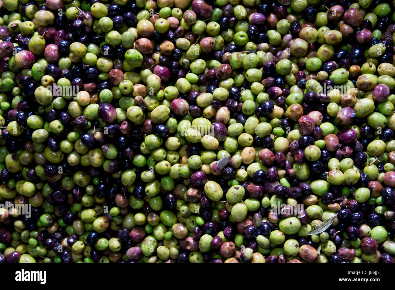 Olives of different iberian varieties. Galega, cobrançosa and cordovil. Beira Baixa, Portugal Stock Photo