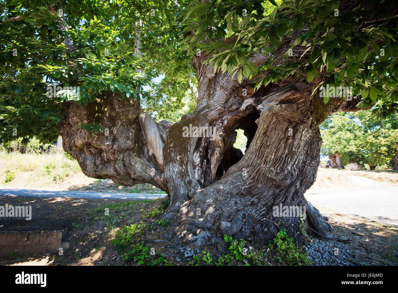 A thousand years old chestnut tree classified as Public Protected. It's perimeter is 12,8 meters. Lagarelhos, Montesinho Nature Park. Portugal Stock Photo