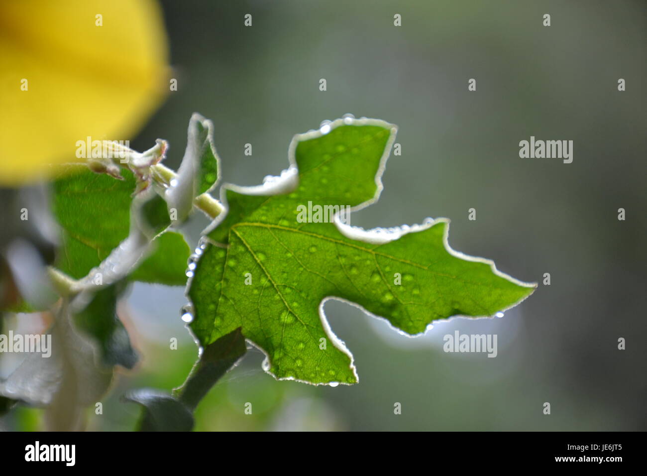 Land of the Medicine Buddha, California Stock Photo Alamy