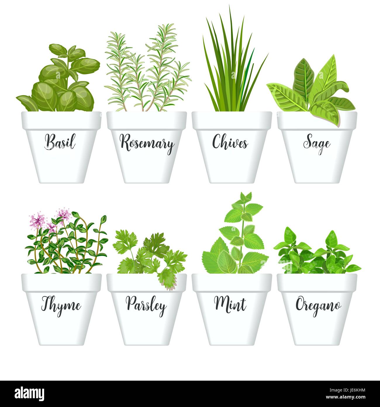 Set of culinary herbs in white pots with labels. Green basil, sage, rosemary, chives, thyme, parsley, mint, oregano with text above Stock Vector