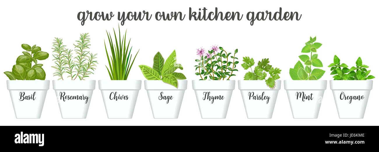 Grow Your own Herbs Parsley Basil Thyme Parsley Mint